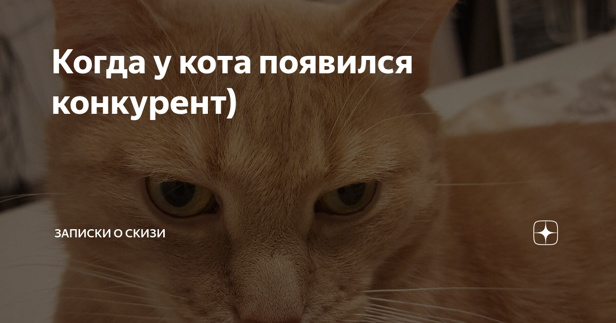 Когда у кота появился конкурент) | Записки о Скизи | Дзен