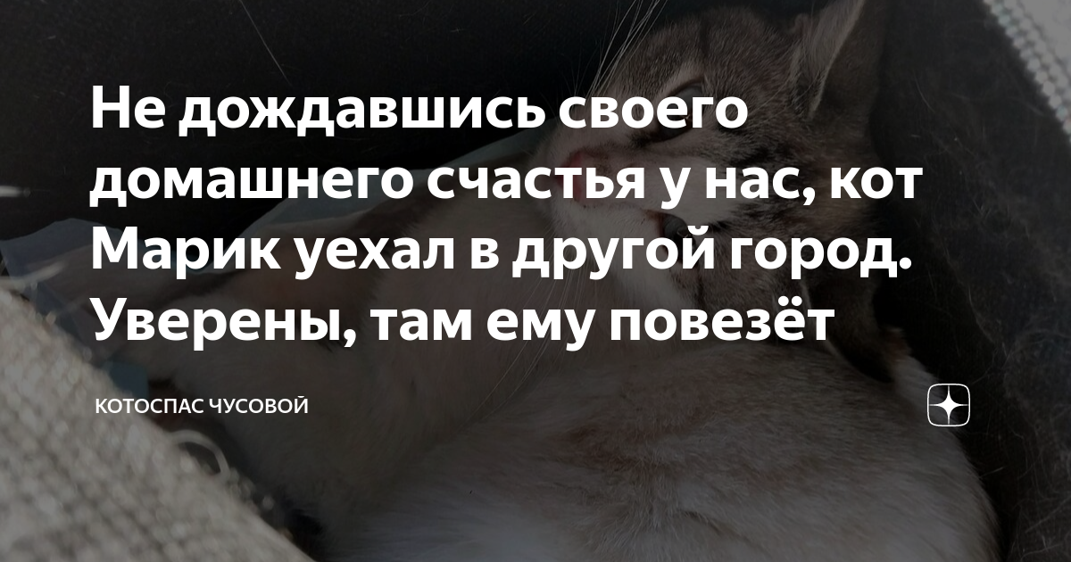 Не дождавшись своего домашнего счастья у нас, кот Марик уехал в другой ...