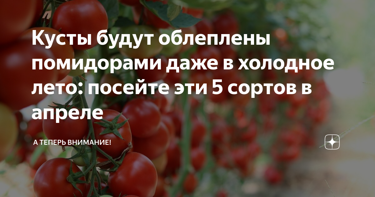 Помидоры при похудении можно или нет. Помидоры кому нельзя кушать. Почему нельзя помидоры при похудении. Как отличить хороший помидор. 500 Кустов помидоров.