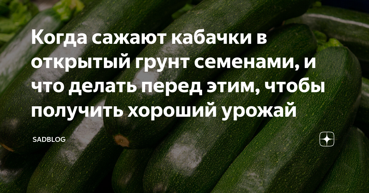 Как правильно садить кабачки в открытый грунт семенами картинки