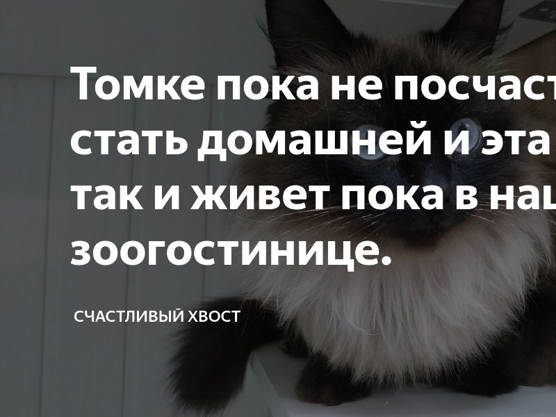 Томке пока не посчастливилось стать домашней и эта красотка так и живет ...