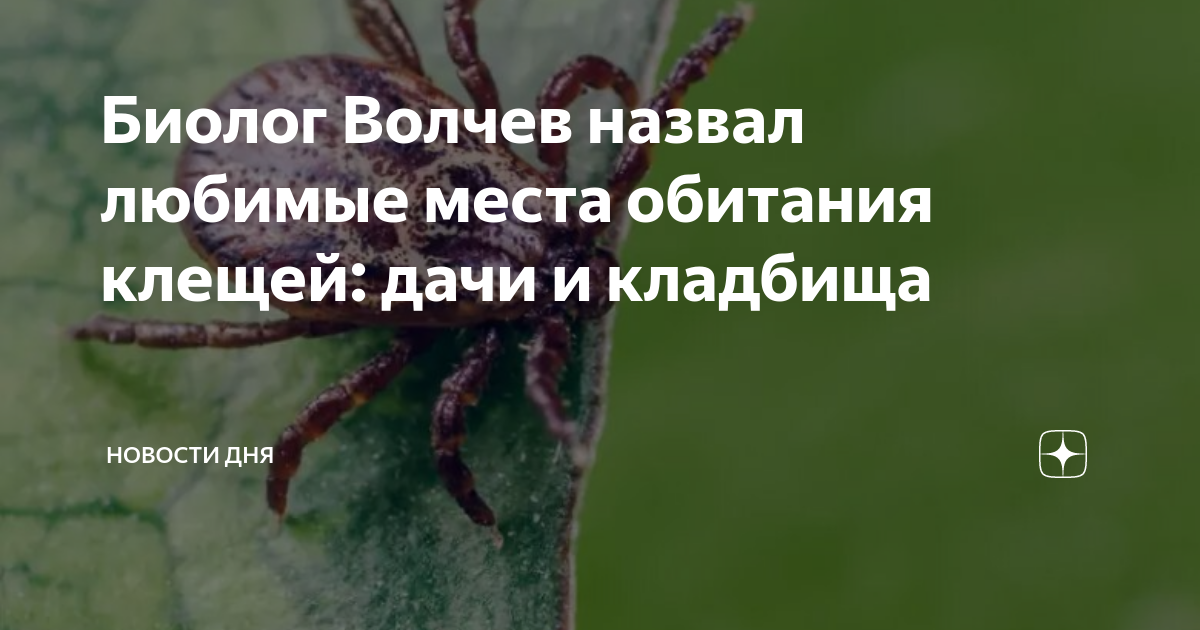 цикл развития иксодового клеща. стадии развития клещей таёжный клещ. энцефалитные клещи ареал. паукообразныххсреда обитантя. иксодовые клещи клещи.