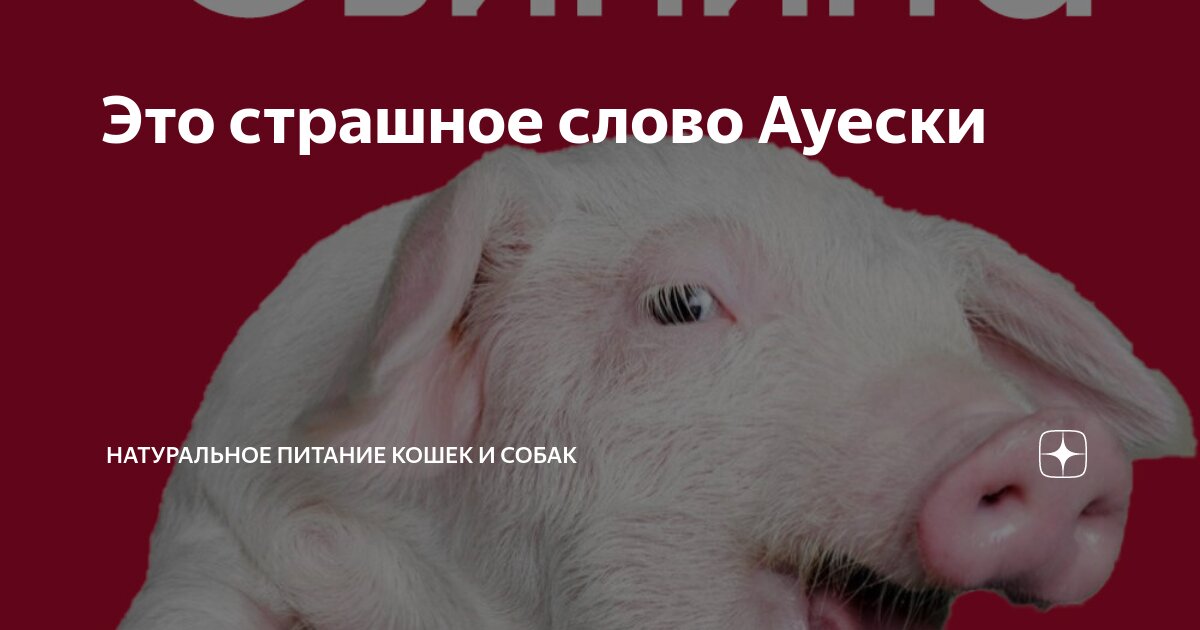 Это страшное слово Ауески | Натуральное питание кошек и собак | Дзен