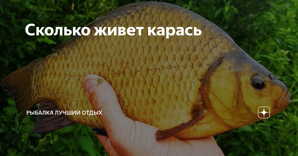 Как быстро растет карась. Карась золотой Carassius Carassius. Карась золотой горбатый. Горбатый карась. Красный карась.