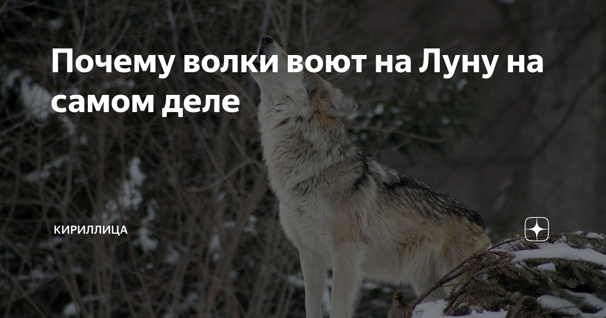 в моем сердце волки воют на луну песня