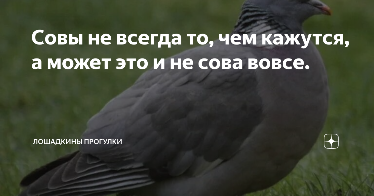 Совы не всегда то, чем кажутся, а может это и не сова вовсе ...