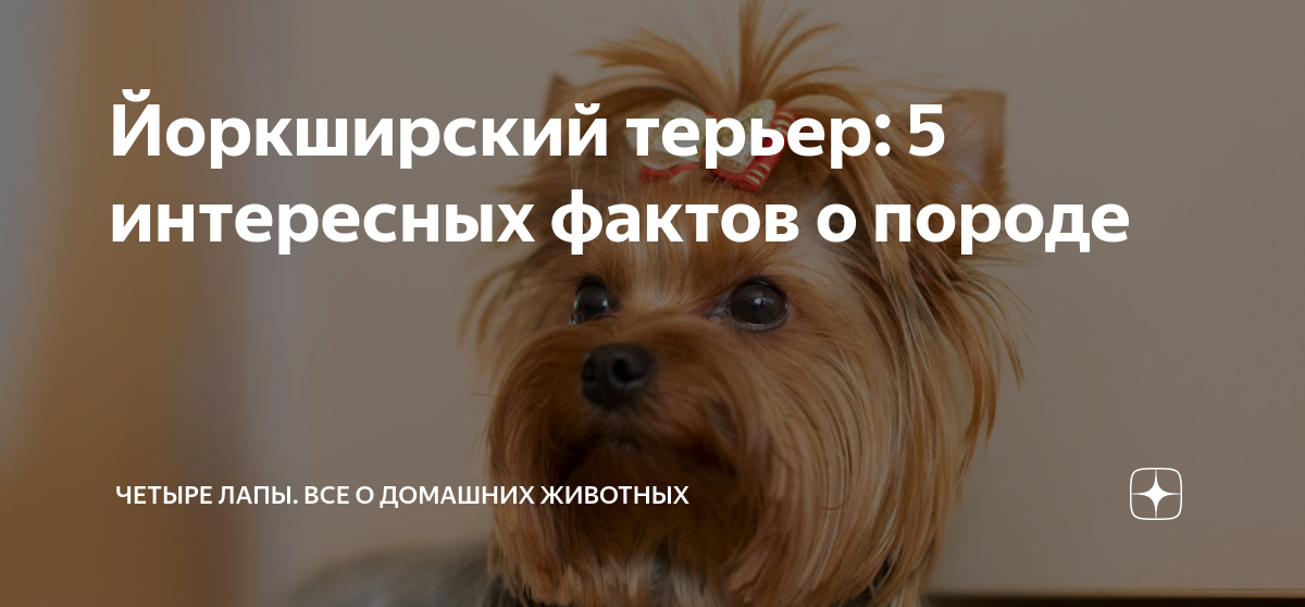 Собачий возраст по человеческим меркам таблица. Собачьи года йорк. Таблица измерения возраста собаки и человека. Возраст собаки йоркширский терьер. Возраст собаки по человеческим меркам таблица.