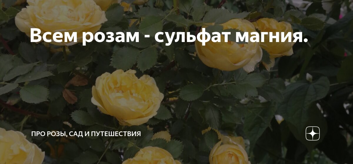 Всем розам - сульфат магния. | Про розы, сад и путешествия | Дзен