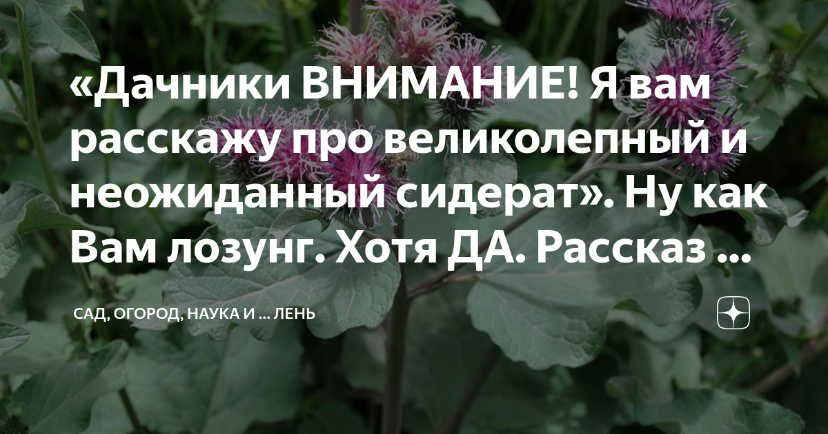 «Дачники ВНИМАНИЕ! Я вам расскажу про великолепный и неожиданный ...