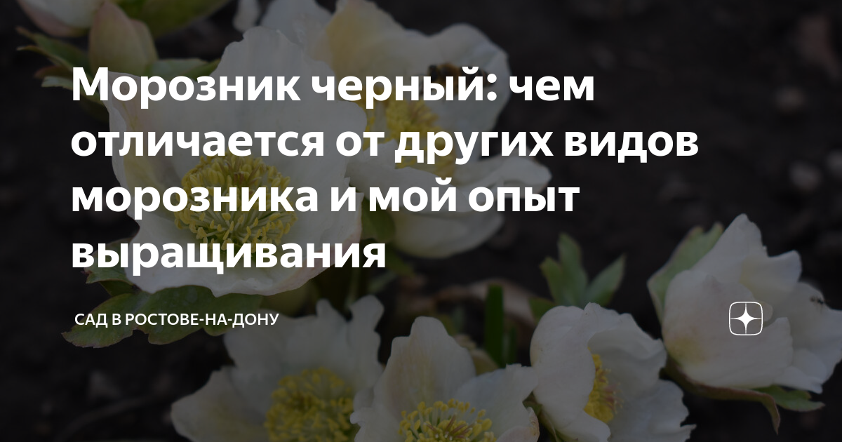 Морозник черный: чем отличается от других видов морозника и мой опыт ...