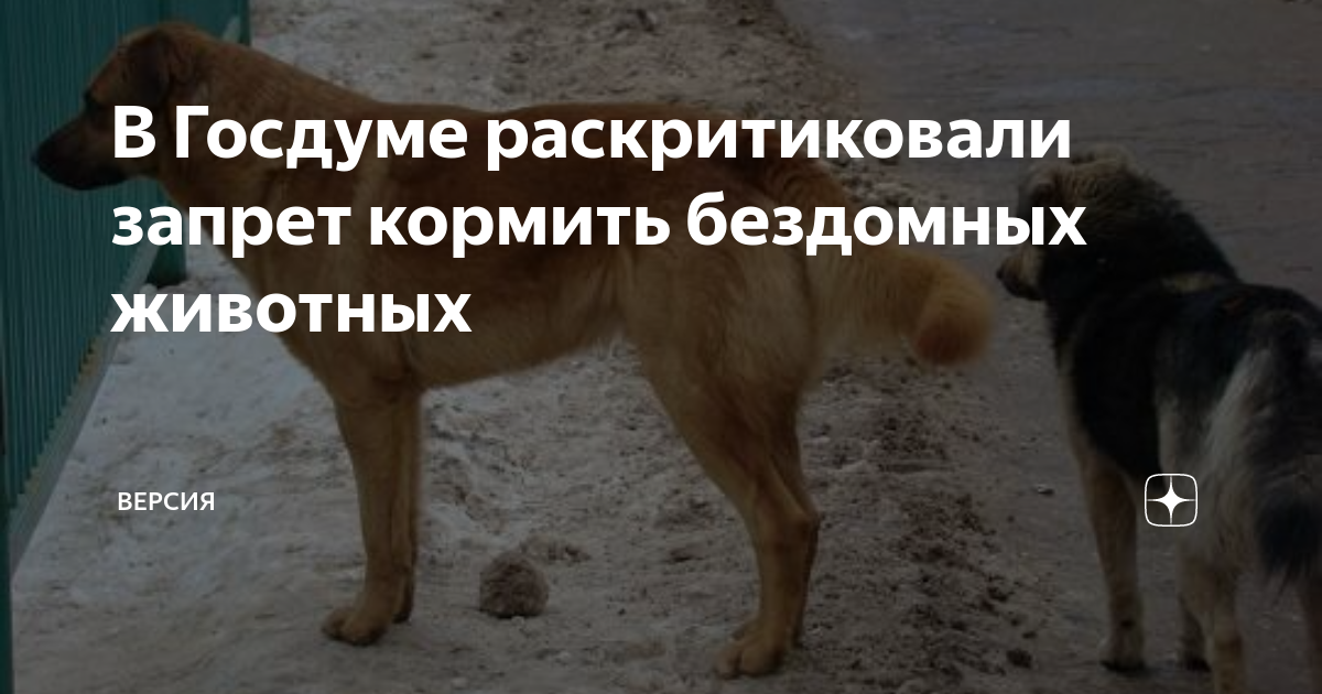 Кормить бездомных животных запрещено. Уличные животные. Бродячие собаки. Запрет на кормление бездомных животных. Бездомные животные и безответственные люди.