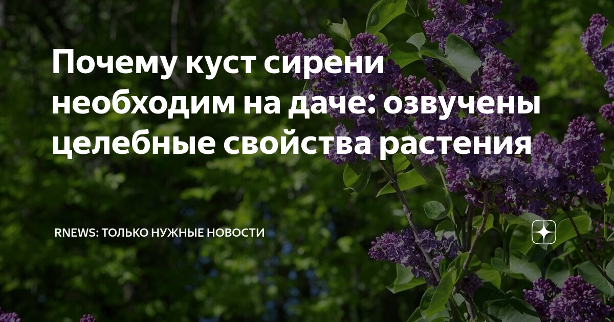 Песни отцвела сирень. Сирень на даче. Куст сирени. Цветение сирени. Сирень для травника.