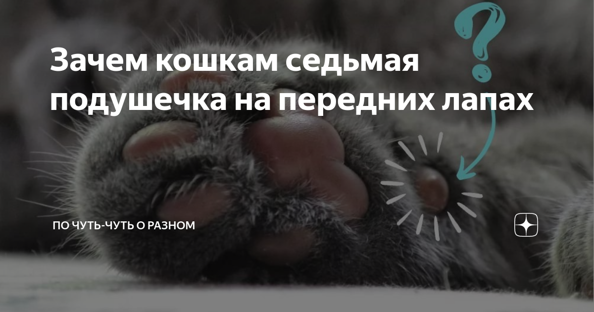 Подушечки помогают кошкам ходить по любым поверхностям