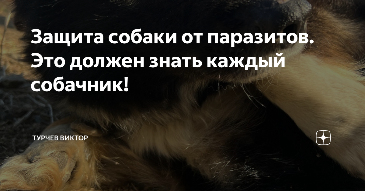 Защита собаки от паразитов. Это должен знать каждый собачник! | Турчев ...