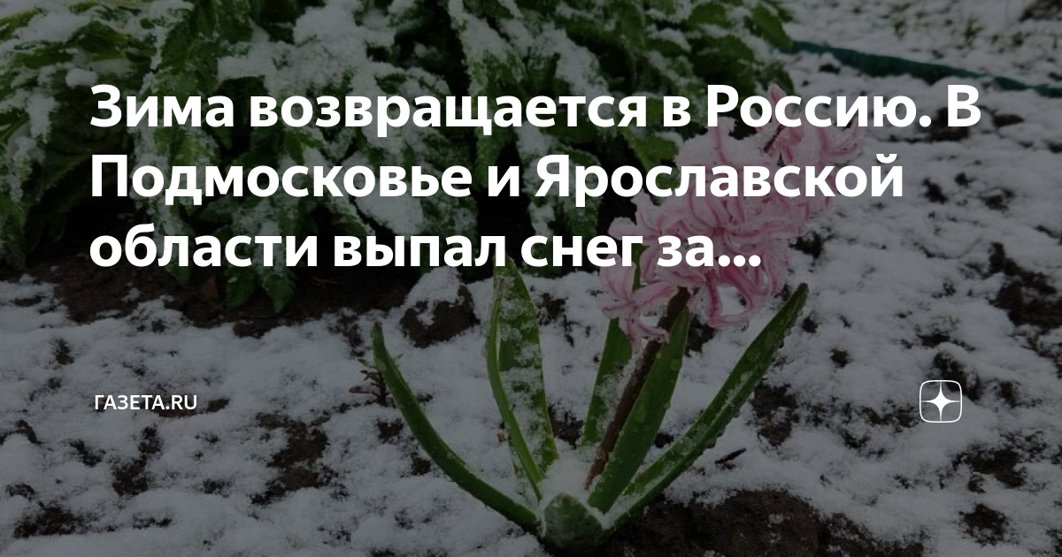 Зима вернулась в мае. Снег в Подмосковье. Снег в начале мая. Портулак зимует в Подмосковье. Май Перезимуем