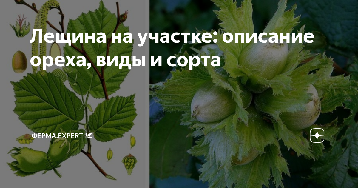 Лещина на участке: описание ореха, виды и сорта | Ферма.expert 🌿 | Дзен