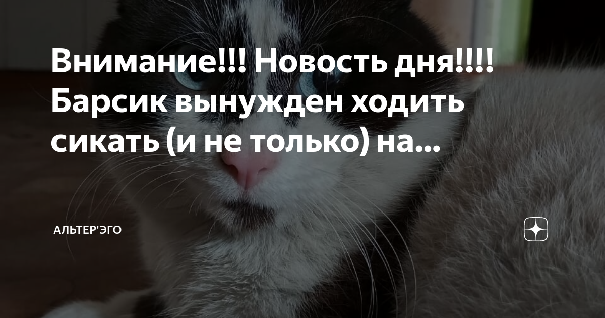 Альтер эго дзен. Альтер эго дзен. Тест мое альтер эго. Ушла в книжный запой. Альтер эго дзен.