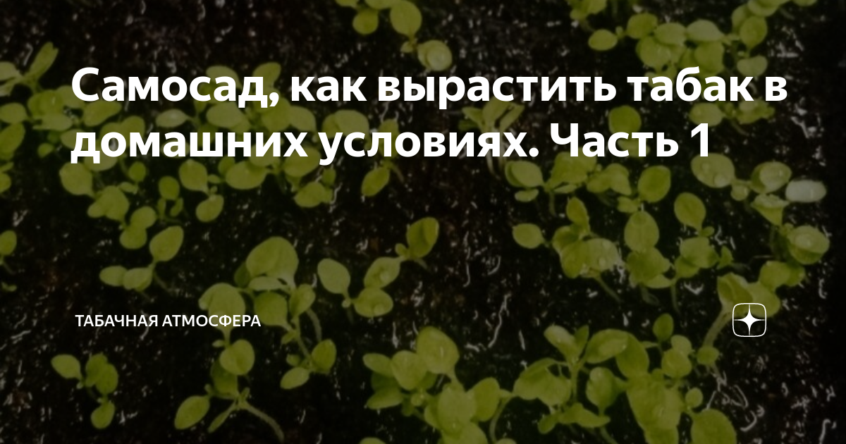 Самосад, как вырастить табак в домашних условиях. Часть 1 | Табачная ...
