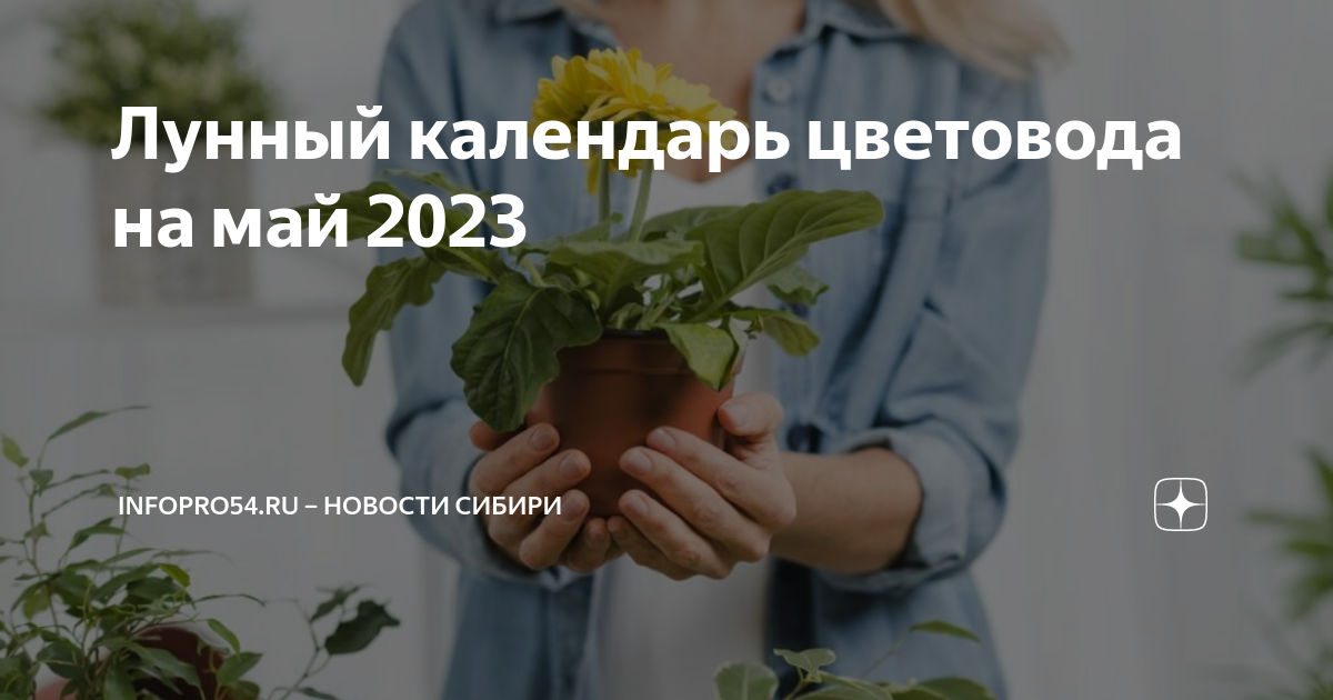 Календарь комнатных растений 2023. Комнатные цветы в мае. Пересадка комнатных растений в мае 2023 года. Цветы которые сажают в мае семенами. Благоприятные дни для посадки в мае 2023.