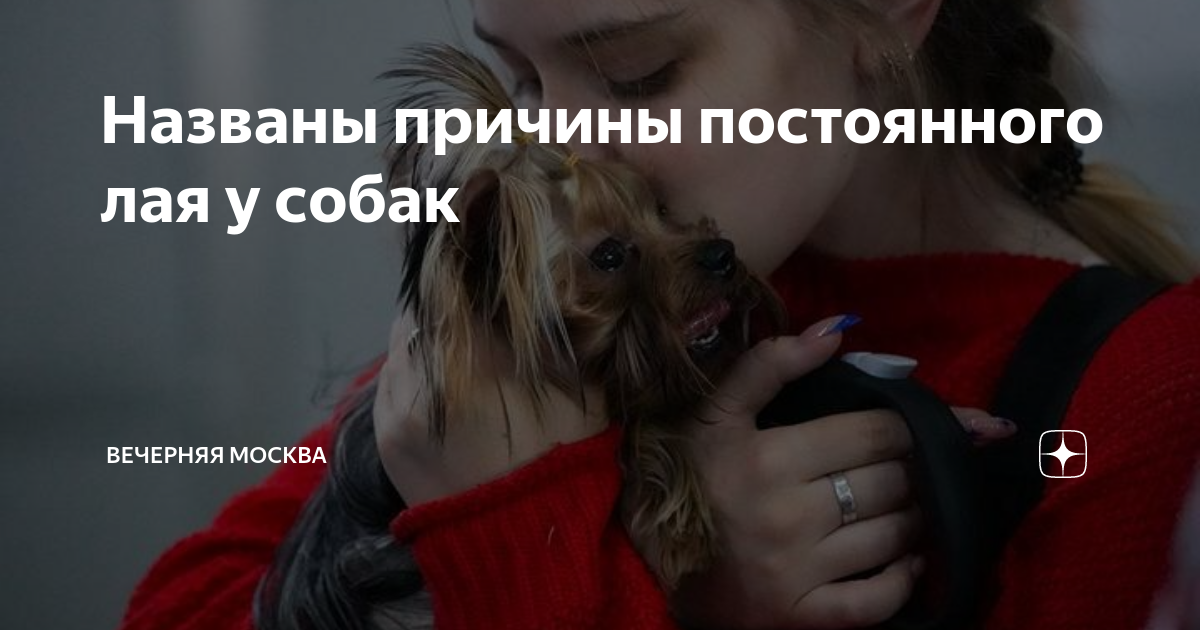 Причины постоянного лая собаки. Причины постоянного лая собаки