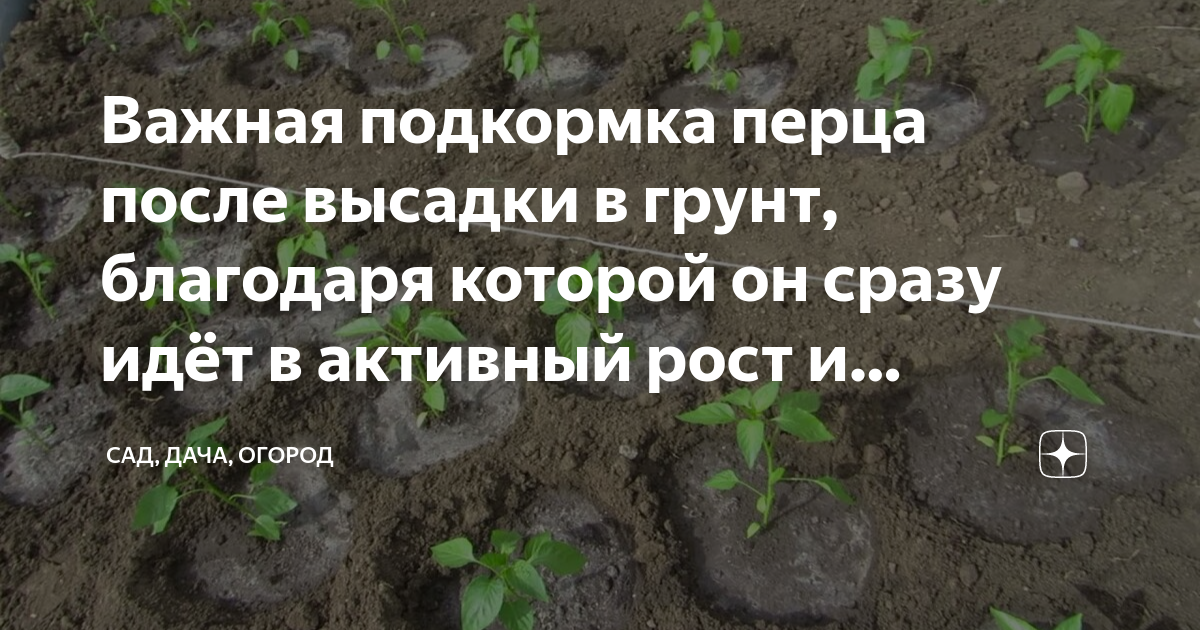 Чем удобрять перец после высадки в грунт. В лунку при посадке томатов. Подкормка перца после высадки в грунт. Посадка томатов в лунку.