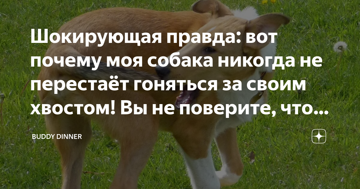 собаку тошнит но не рвет
