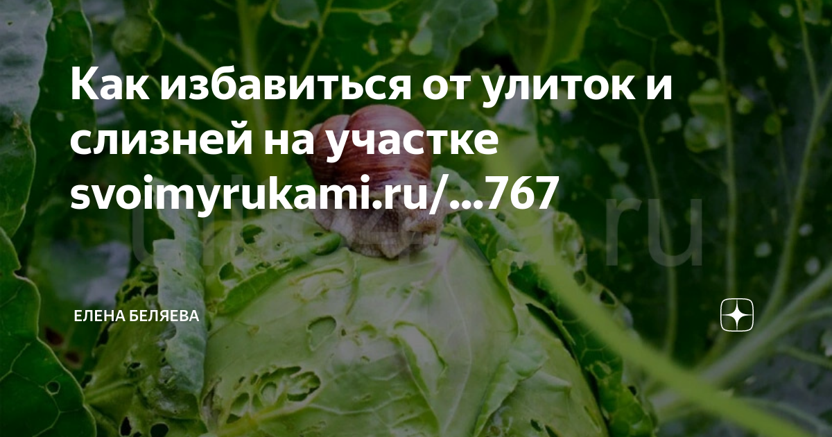 Как избавиться от улиток в огороде навсегда. Как промыть зелень от улиток.