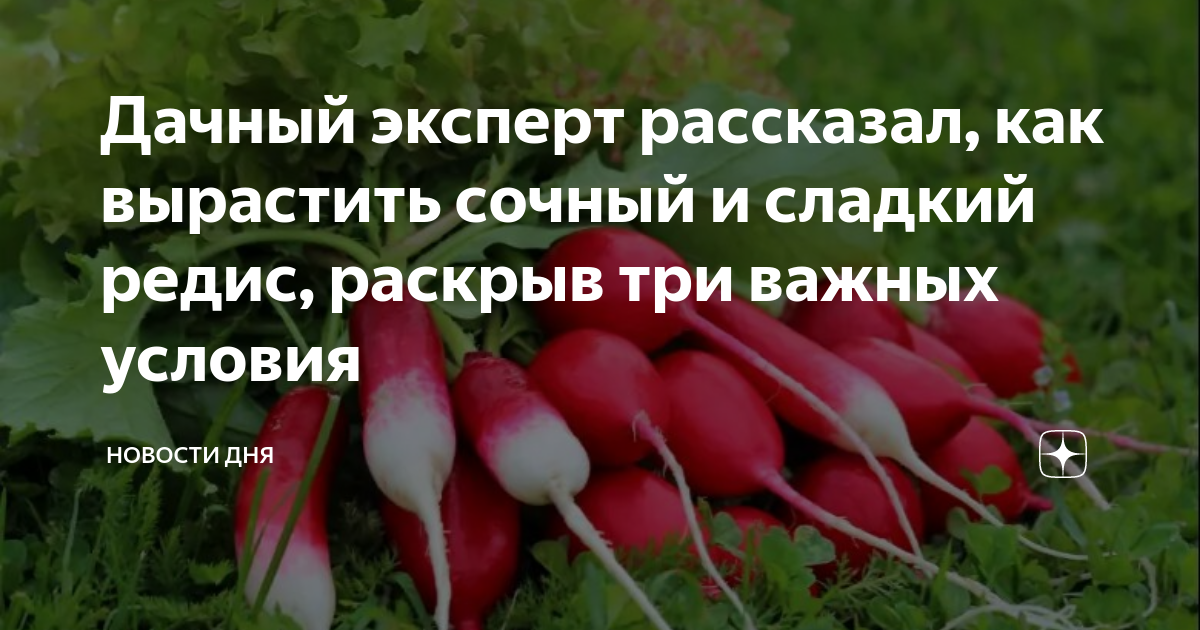 С какого возраста можно давать редиску ребенку
