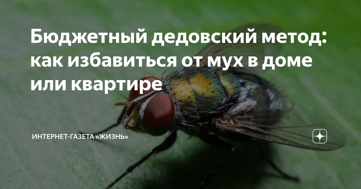 От мух в открытой беседке как избавиться. От мух в открытой беседке как избавиться