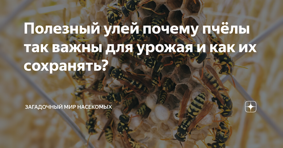 Почему ули