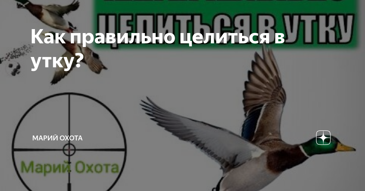 Как правильно целиться в утку? | Марий Охота и Рыбалка | Дзен