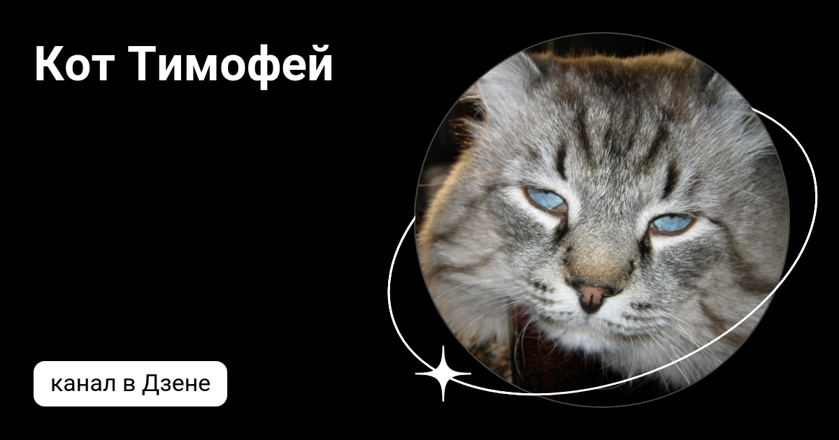 Коту тимофею не меньше десяти лет воздух. Коту тимофею не меньше десяти лет воздух