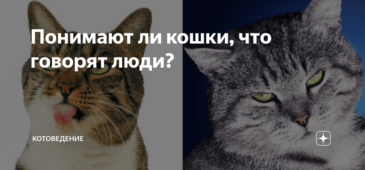 Котоведение. Котоведение дзен. Оформление котоведения. Котоведение дзен. Питерские коты.