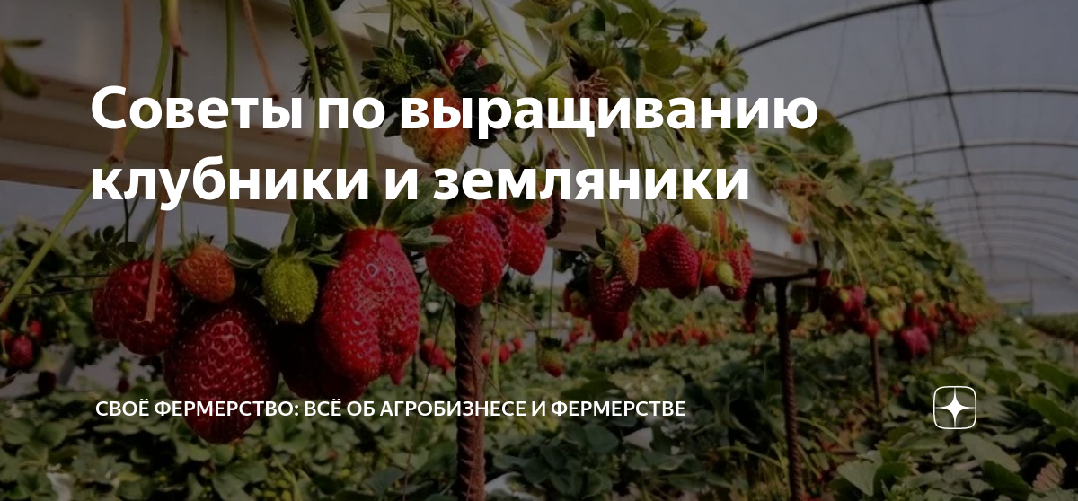 Советы по выращиванию клубники и земляники | Своё Фермерство: всё об ...
