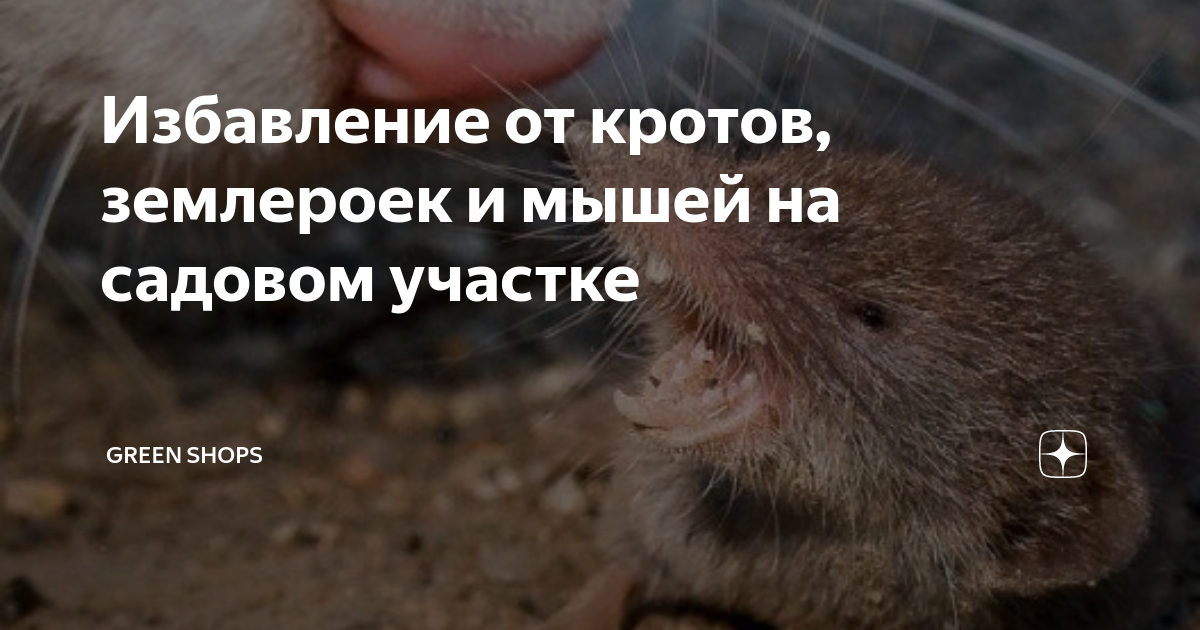 Избавление от кротов, землероек и мышей на садовом участке | GREEN ...