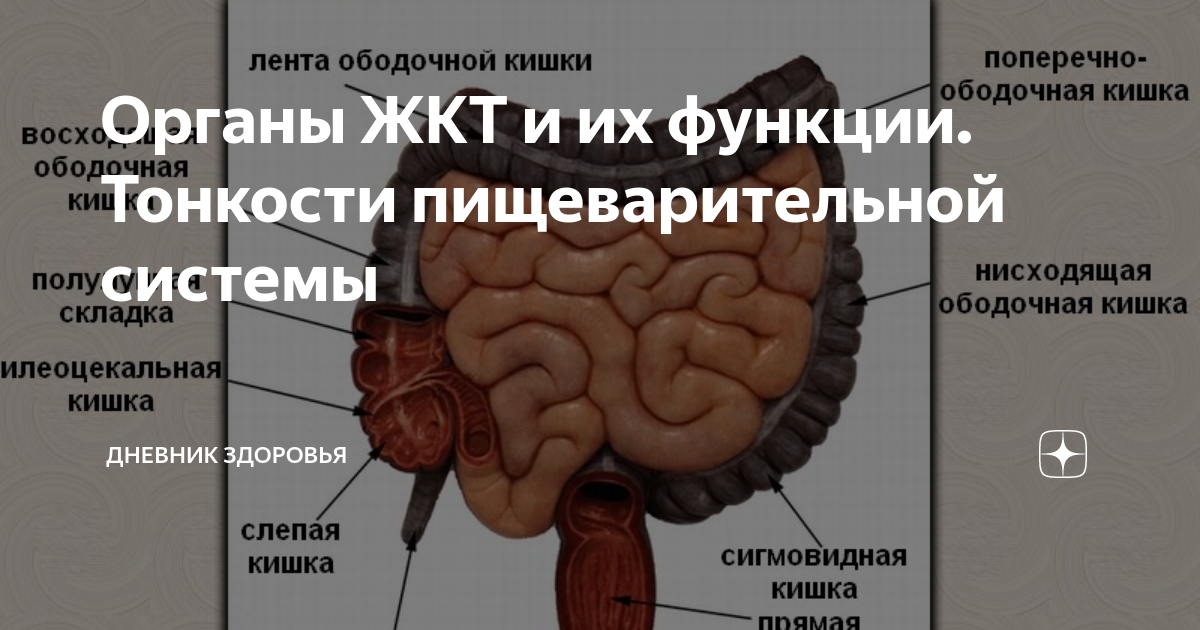 Глава II некоторые данные по хирургической анатомии правой подвздошной области и
