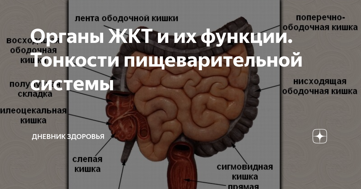 Баугиниевая заслонка кишечника где находится