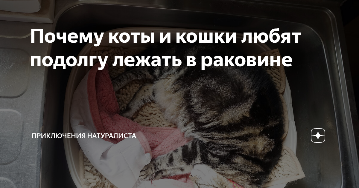 Почему котам нравится спать в раковинах