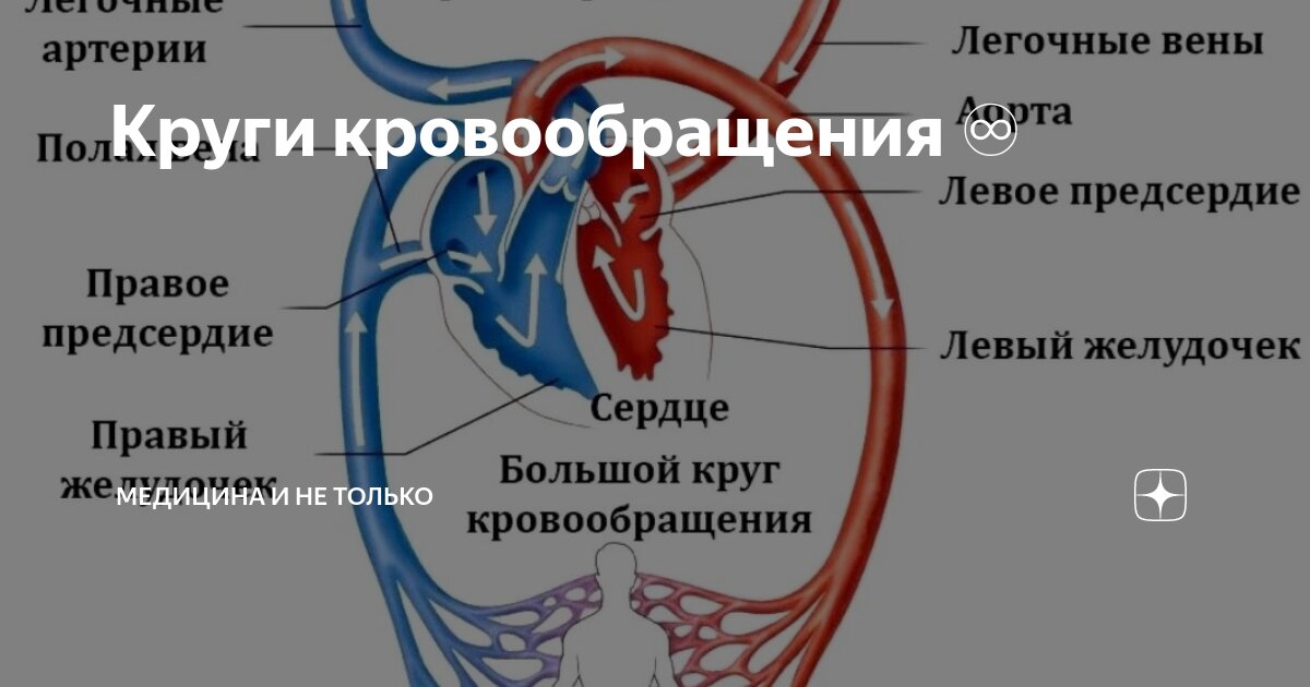 Любой круг кровообращения начинается в