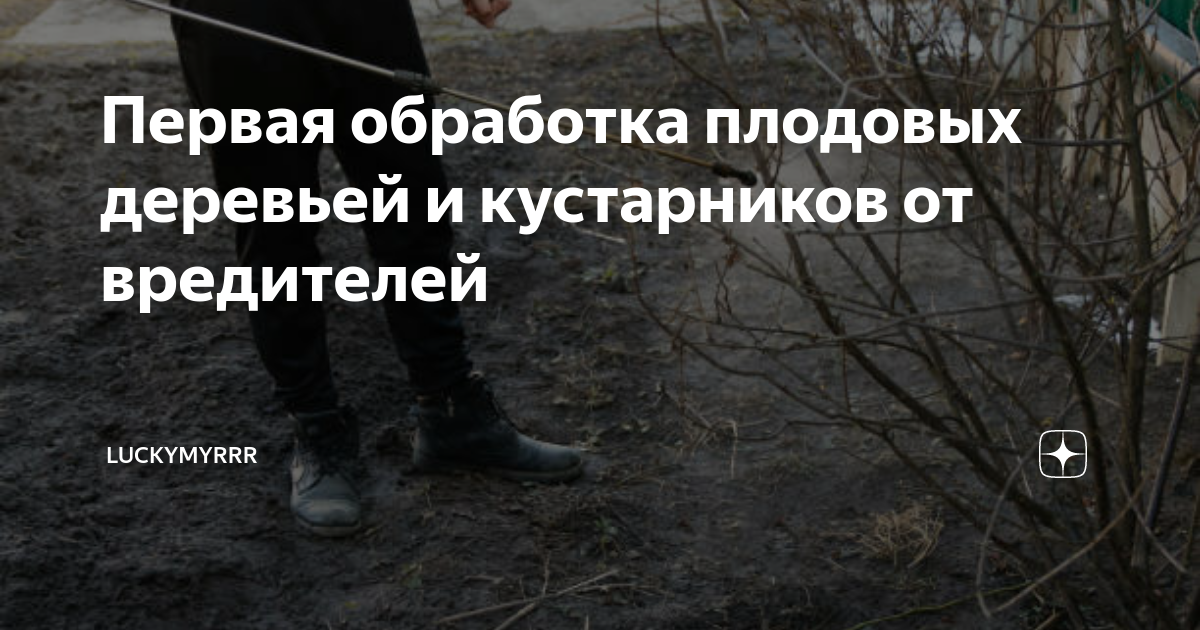 Первая обработка плодовых деревьей и кустарников от вредителей ...