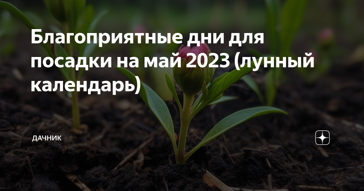 Рассада апрель 2023 лунный календарь. Удачные дни для посадки цветов в мае 2023. Посадка рассады в мае 2023 года. Благоприятные дни для посадки в мае 2023. Дни для посадки рассады в мае.
