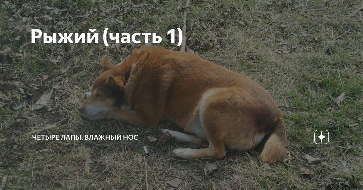Мокрый нос зоомагазин логотип. Канал четыре лапы влажный нос. Картинки «четыре лапы, хвост, мокрый нос» - пушистая угадай-ка. Песня четыре лапы влажный нос. Канал четыре лапы влажный нос.