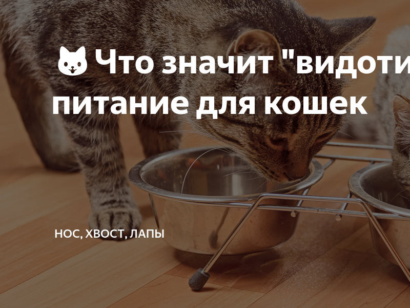 🐱Что значит "видотипичное" питание для кошек | Нос, хвост, лапы | Дзен