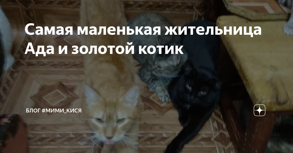 Самая маленькая жительница Ада и золотой котик | Блог #Мими_кися | Дзен