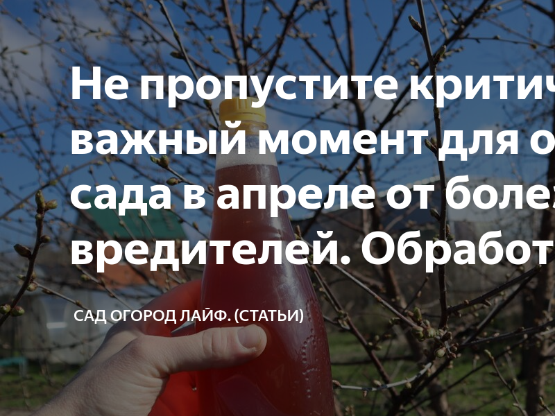 Не пропустите критически важный момент для обработки сада в апреле от ...