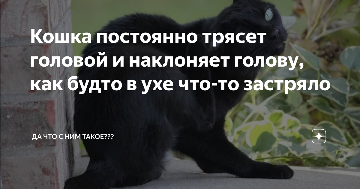 Почему постоянно трясет. Котенок встряхивает ушки часто. Кошки реагируют на неприятные запахи. Кошки реагируют на запах. Котик трясёт головой ушного чёрногоклеща нет.