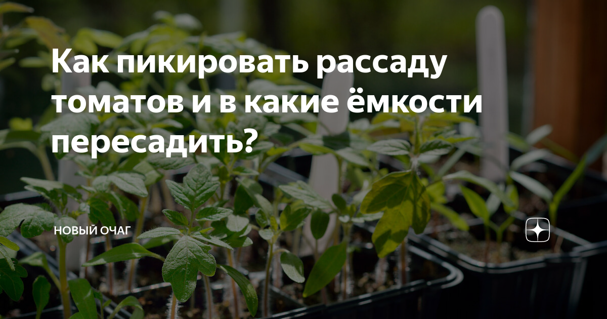 Рассада помидор. Емкости для пикировки рассады. Пикировка томатов в какую емкость. Точка роста у рассады томатов. Когда пересаживать рассаду помидор в стаканчики