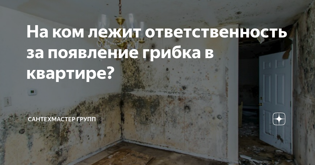 стоит ли покупать квартиру с грибком