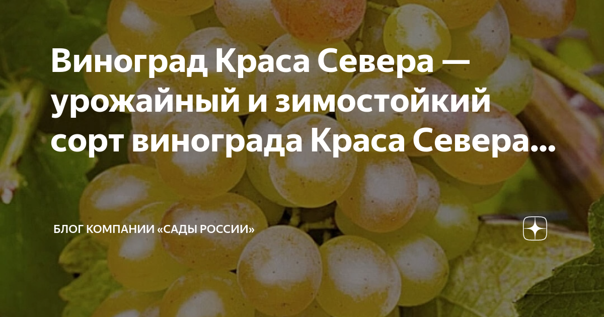 Плодовые деревья на севере Казахстана: Группа Плодовые деревья и кустарники