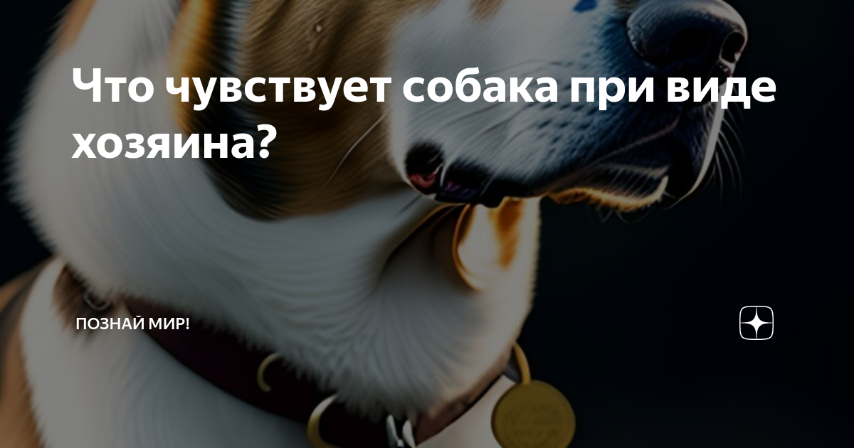Что чувствует собака. Что чувствует собака